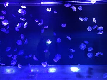 すみだ水族館に投稿された画像（2020/2/11）