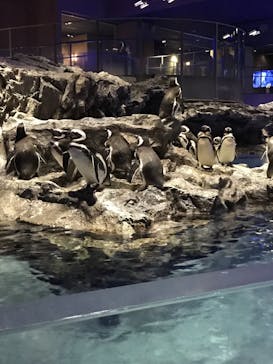すみだ水族館に投稿された画像（2020/2/11）