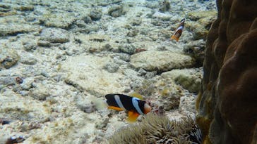 ダイビングショップ Sea Free（シーフリー）に投稿された画像（2020/2/11）