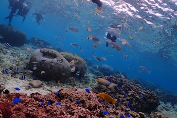 ダイビングショップ Sea Free（シーフリー）に投稿された画像（2020/2/11）