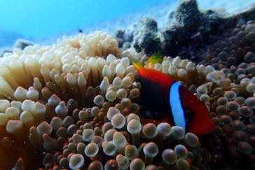 ダイビングショップ Sea Free（シーフリー）に投稿された画像（2020/2/11）