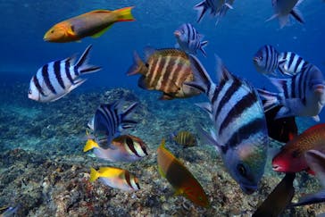 ダイビングショップ Sea Free（シーフリー）に投稿された画像（2020/2/11）