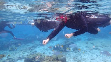 ダイビングショップ Sea Free（シーフリー）に投稿された画像（2020/2/11）