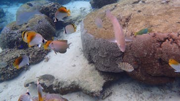 ダイビングショップ Sea Free（シーフリー）に投稿された画像（2020/2/11）