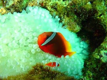 ダイビングショップ Sea Free（シーフリー）に投稿された画像（2020/2/12）