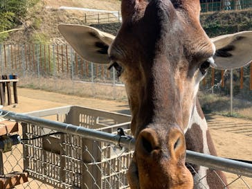 しろとり動物園に投稿された画像（2020/2/12）