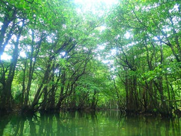 西表島 ADVENTURE PiPi（アドベンチャーピピ）に投稿された画像（2020/2/12）