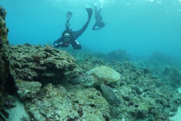 屋久島ガイドクラブに投稿された画像（2020/2/12）