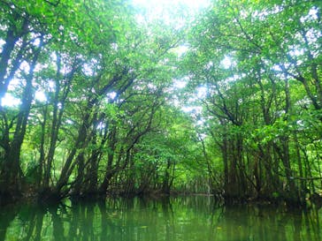 西表島 ADVENTURE PiPi（アドベンチャーピピ）に投稿された画像（2020/2/13）