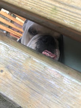 IPCわんわん動物園に投稿された画像（2020/2/14）