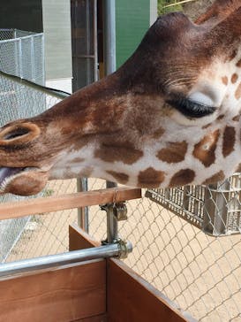 しろとり動物園に投稿された画像（2020/2/15）