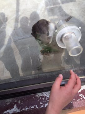 しろとり動物園に投稿された画像（2020/2/15）