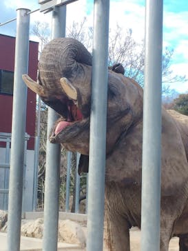 しろとり動物園に投稿された画像（2020/2/15）