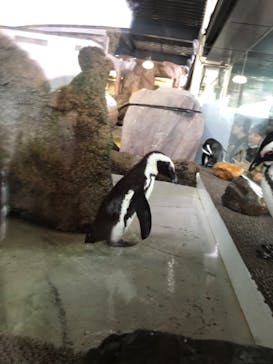 京都水族館に投稿された画像（2020/2/16）