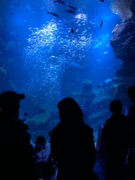 京都水族館に投稿された画像（2020/2/16）