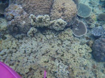 ダイビングショップ Sea Free（シーフリー）に投稿された画像（2020/2/17）