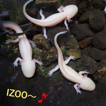 体感型動物園iZooに投稿された画像（2020/2/17）