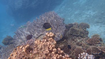 ダイビングショップ Sea Free（シーフリー）に投稿された画像（2020/2/18）