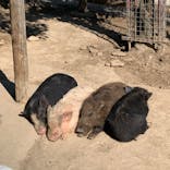 しろとり動物園に投稿された画像（2020/2/18）