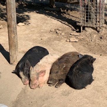 しろとり動物園に投稿された画像（2020/2/18）