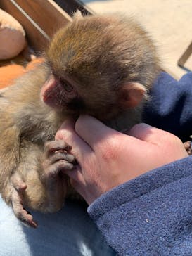 しろとり動物園に投稿された画像（2020/2/18）