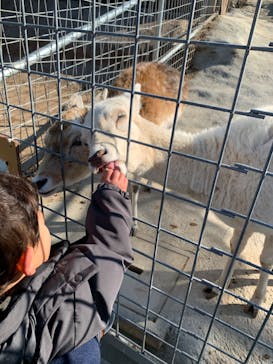 しろとり動物園に投稿された画像（2020/2/18）