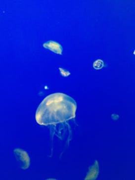 大分マリーンパレス水族館 「うみたまご」に投稿された画像（2020/2/18）