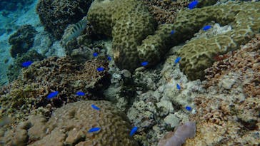 ダイビングショップ Sea Free（シーフリー）に投稿された画像（2020/2/19）