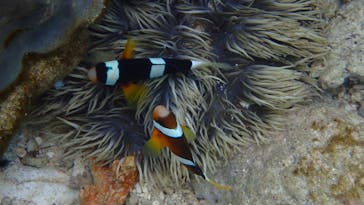 ダイビングショップ Sea Free（シーフリー）に投稿された画像（2020/2/19）