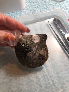 しながわ水族館に投稿された画像（2020/2/19）