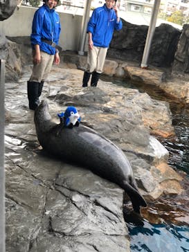 しながわ水族館に投稿された画像（2020/2/19）
