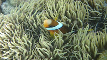 ダイビングショップ Sea Free（シーフリー）に投稿された画像（2020/2/20）