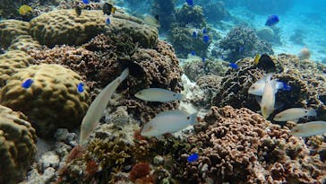 ダイビングショップ Sea Free（シーフリー）に投稿された画像（2020/2/20）