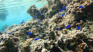 ダイビングショップ Sea Free（シーフリー）に投稿された画像（2020/2/20）