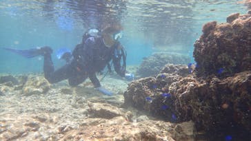 ダイビングショップ Sea Free（シーフリー）に投稿された画像（2020/2/20）