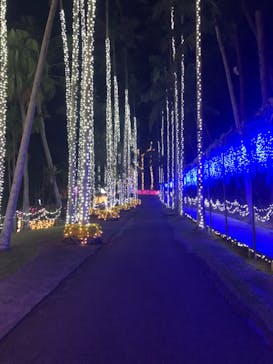 美らヤシパークオキナワ・東南植物楽園に投稿された画像（2020/2/20）