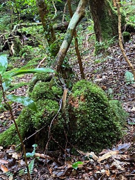 屋久島ガイドクラブに投稿された画像（2020/2/21）