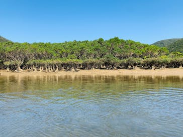 マングローブ茶屋に投稿された画像（2020/2/21）