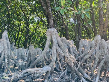 マングローブ茶屋に投稿された画像（2020/2/21）