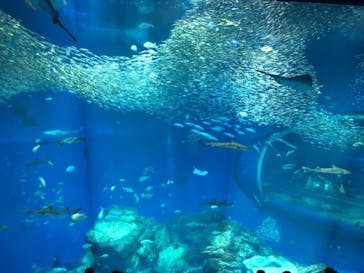 アクアワールド茨城県大洗水族館に投稿された画像（2020/2/22）