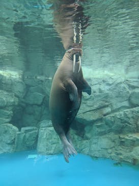 大分マリーンパレス水族館 「うみたまご」に投稿された画像（2020/2/22）