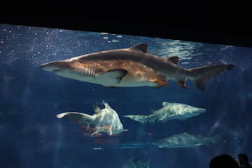 アクアワールド茨城県大洗水族館に投稿された画像（2020/2/22）