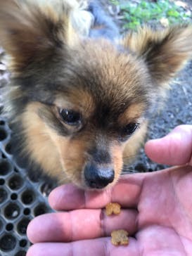 世界の名犬牧場に投稿された画像（2020/2/22）