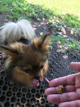 世界の名犬牧場に投稿された画像（2020/2/22）