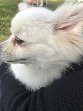 世界の名犬牧場に投稿された画像（2020/2/22）