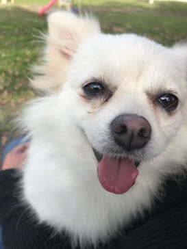 世界の名犬牧場に投稿された画像（2020/2/22）