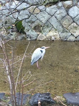 京都ミステリー紀行に投稿された画像（2020/2/22）