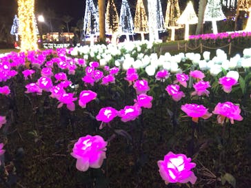 美らヤシパークオキナワ・東南植物楽園に投稿された画像（2020/2/22）