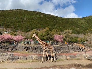 伊豆アニマルキングダムに投稿された画像（2020/2/22）