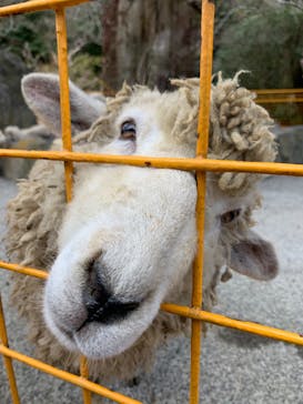 伊豆アニマルキングダムに投稿された画像（2020/2/22）